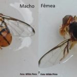 mosca maldita - emergência fitossanitária