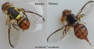 mosca maldita - emergência fitossanitária